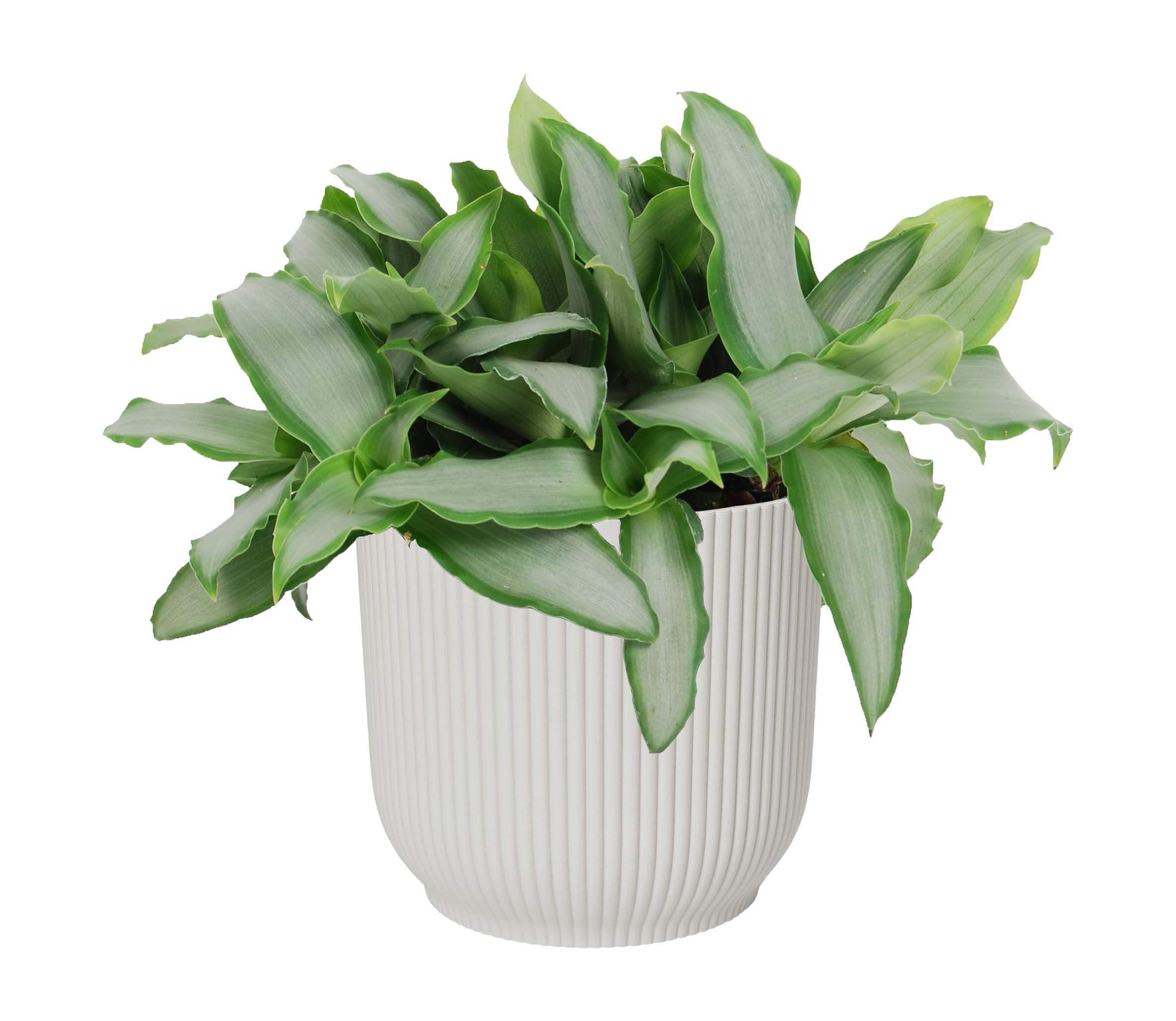 Murdannia loroformus ‘Bright Star’ in Vibes Fold Rond (zijdewit) ↑20 cm ⌀ 14