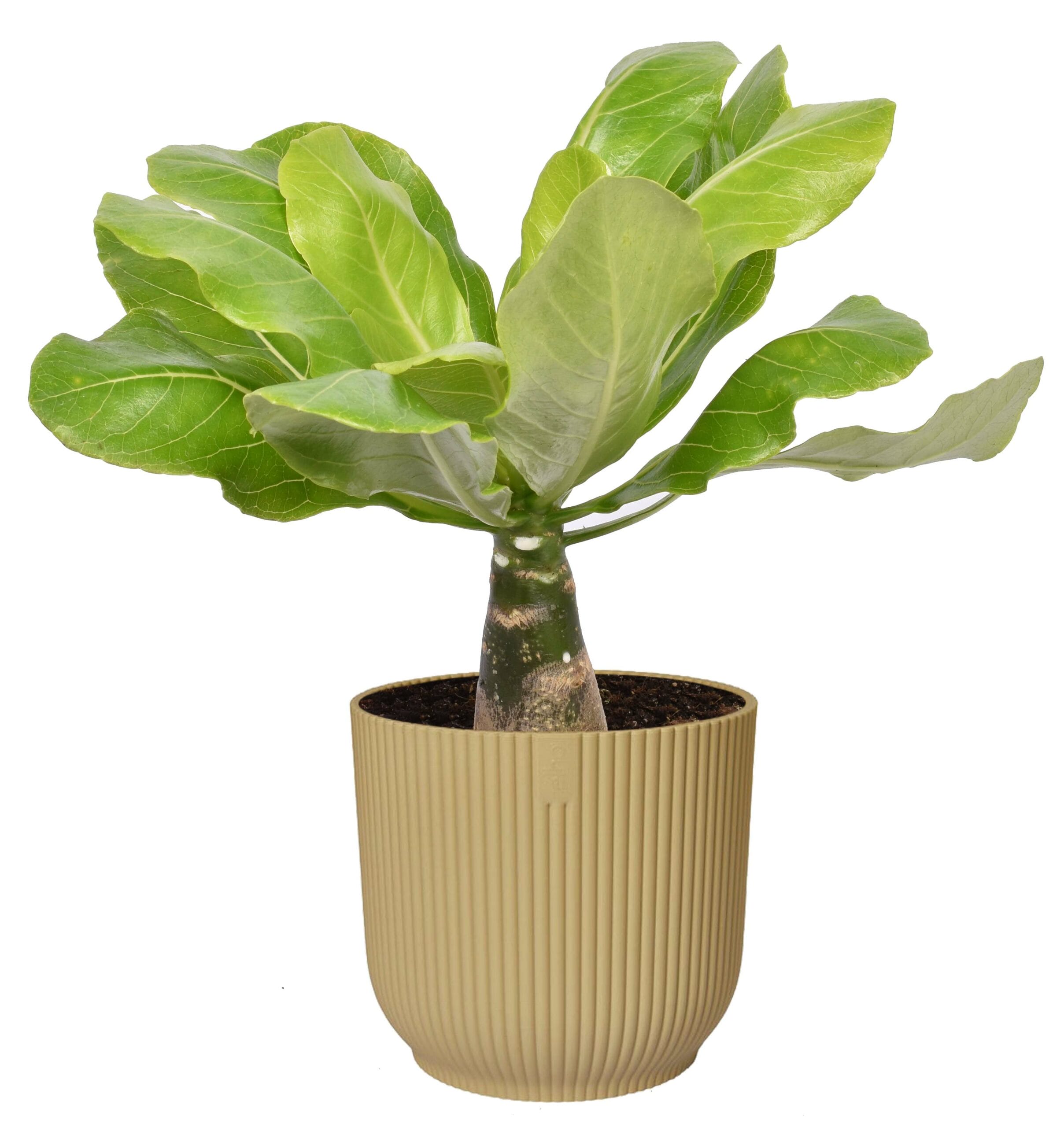 Brighamia insignis ‘Hawaii Palm’ in Vibes Fold Rond (botergeel) ↑35 cm ⌀ 14