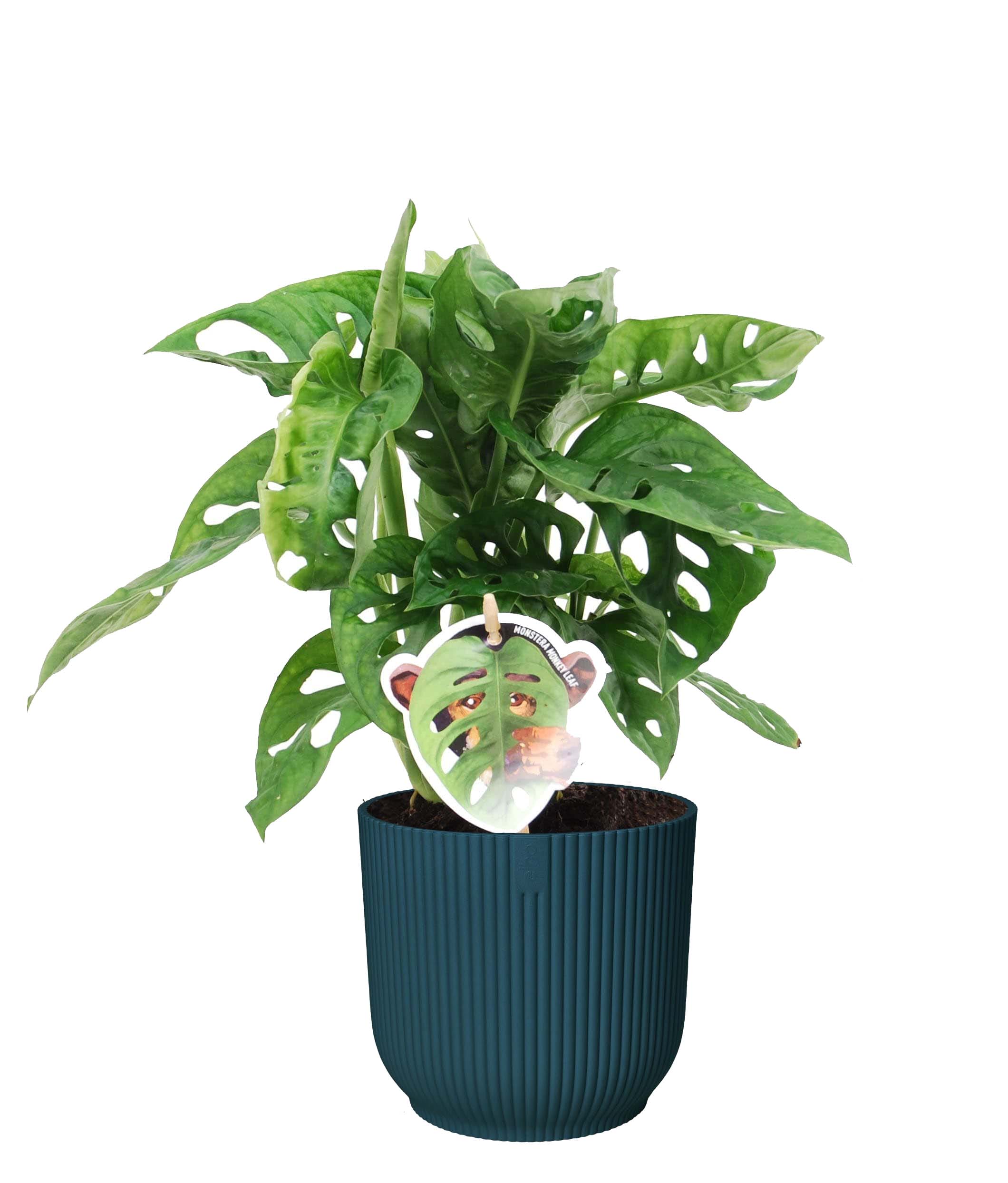 Monstera Obliqua ‘Monkey Leaf’ in Vibes Fold Rond (diepblauw) ↑35 cm ⌀ 14