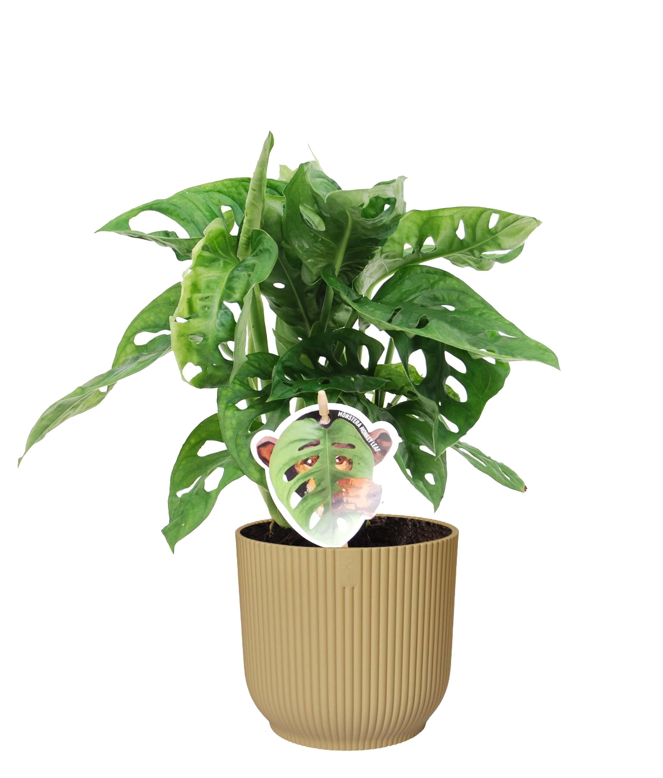 Monstera Obliqua ‘Monkey Leaf’ in Vibes Fold Rond (botergeel) ↑35 cm ⌀ 14