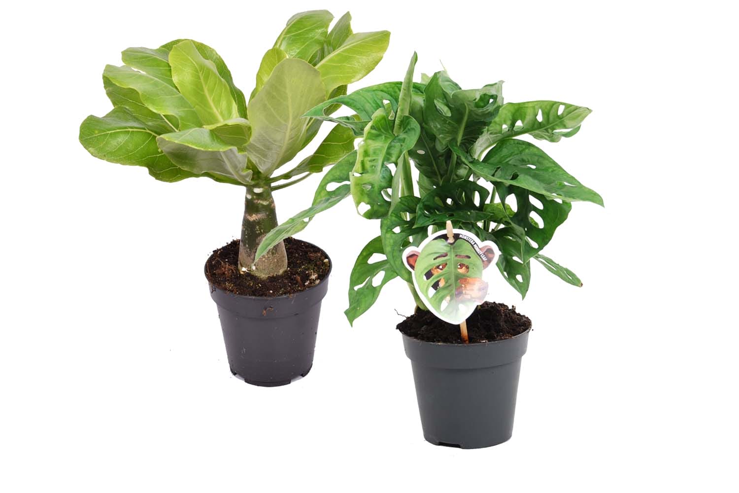 Combi Monstera ‘Monkey Leaf’ en Brighamia 'Hawaii Palm' ↑35 cm ⌀ 14