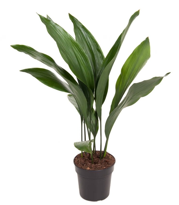 Aspidistra Elatior ↑70 cm ⌀ 17