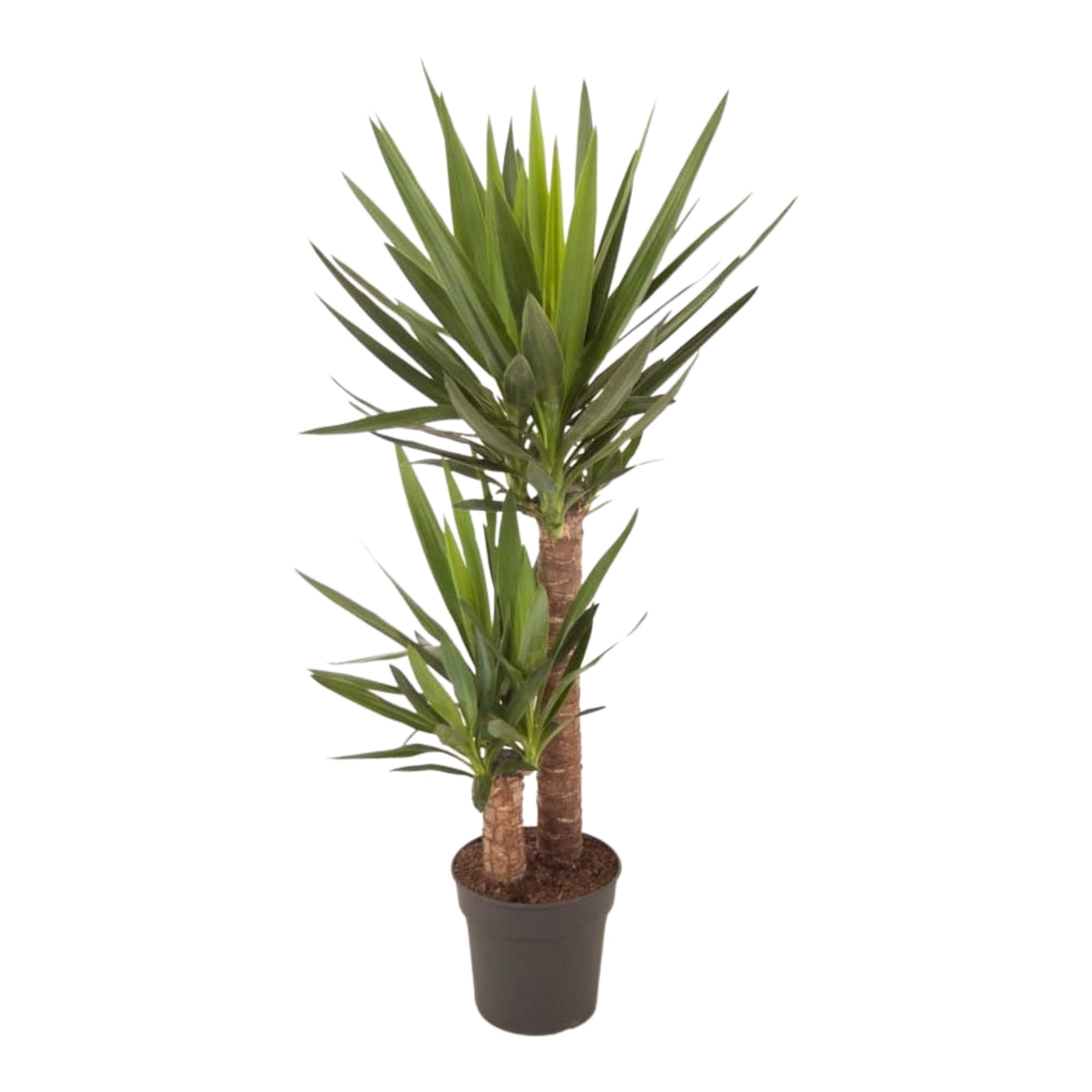 Yucca ↑100 cm ⌀ 21