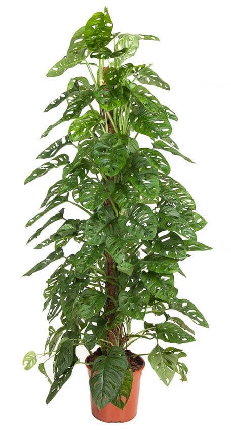 Monstera adansonii 'Monkey Leaf' ↑160 cm ⌀ 27