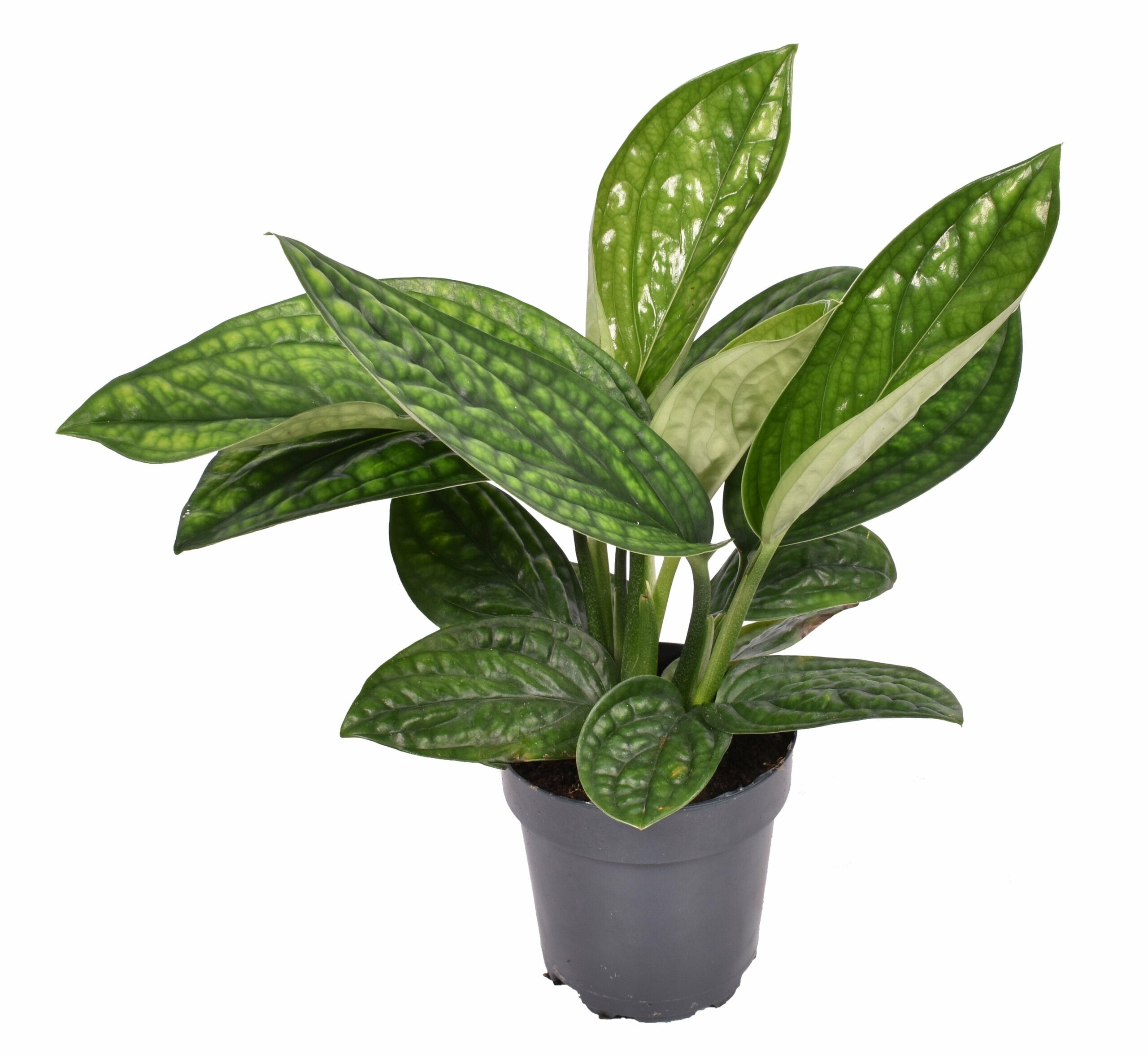 Scindapsus pinnatum 'Marble Planet' ↑ 30 cm ⌀ 12