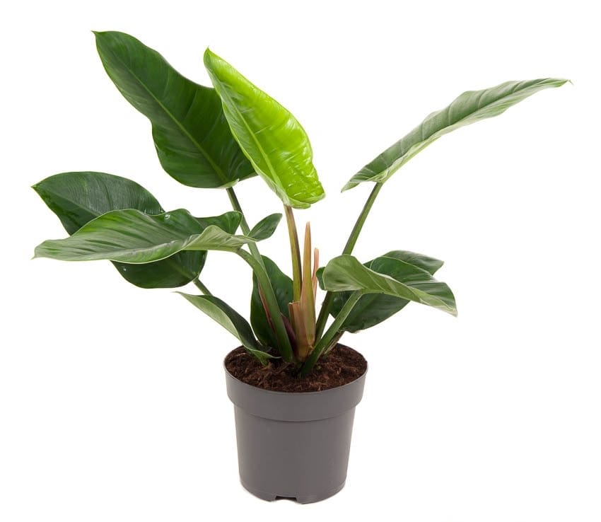 Philodendron 'Imperial Green' ↑70 cm ⌀ 24