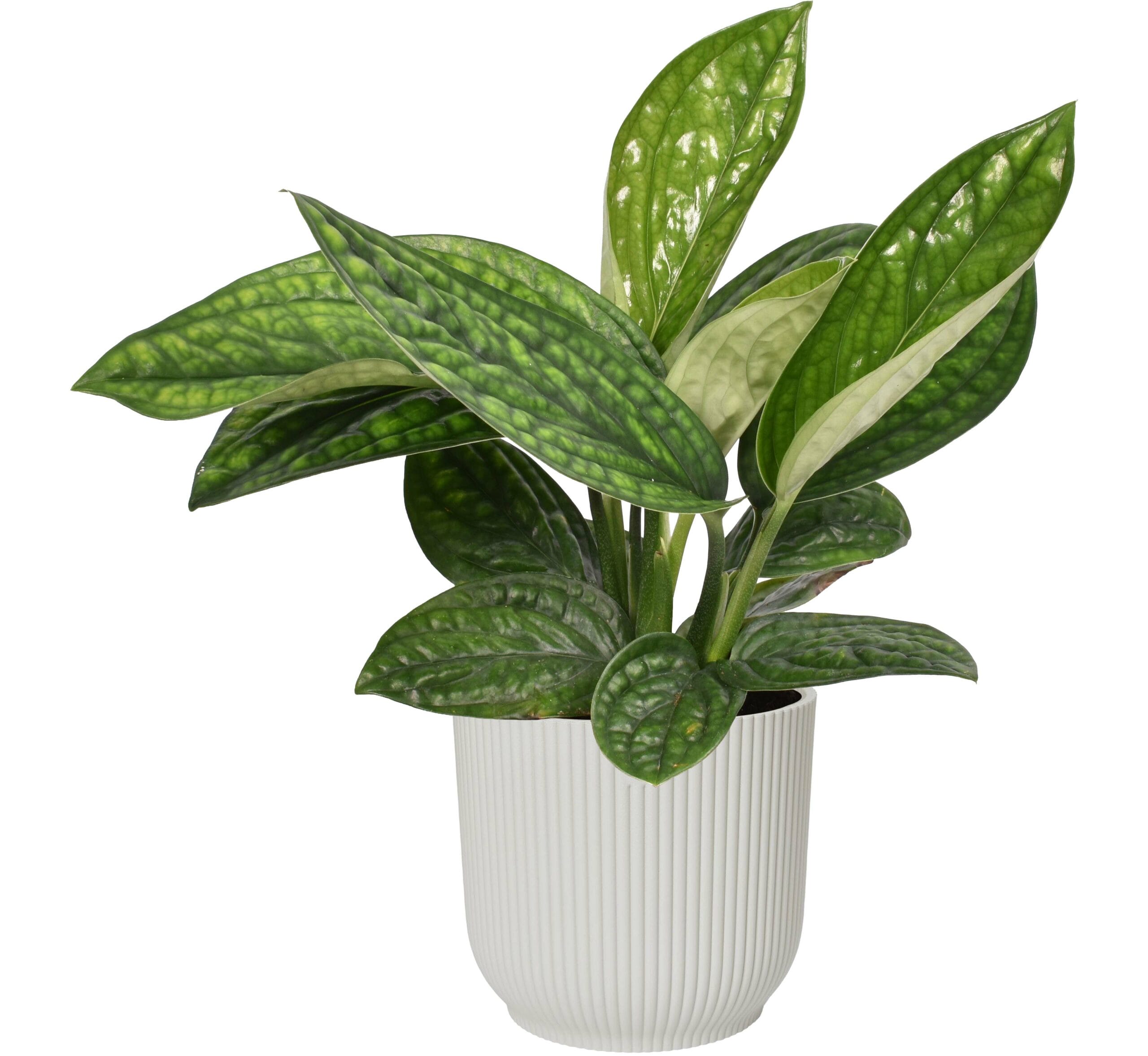 Scindapsus pinnatum 'Marble Planet' in Vibes Fold Rond (zijdewit) ↑ 30 cm ⌀ 14