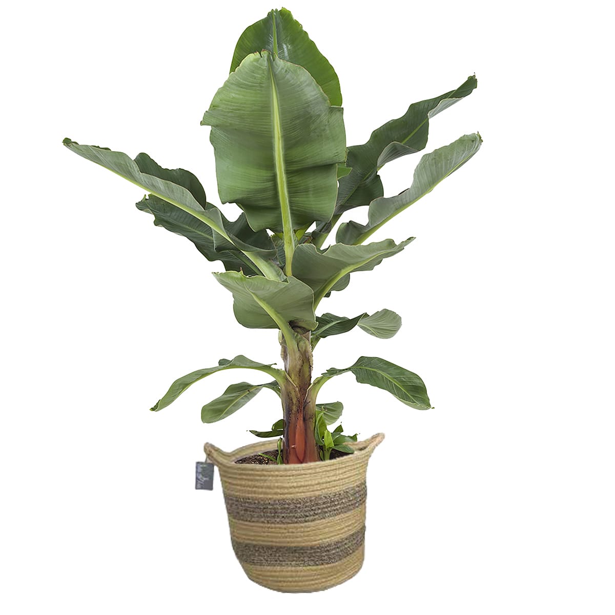 Musa in plantenmand Flores ↑ 75 cm ⌀ 26