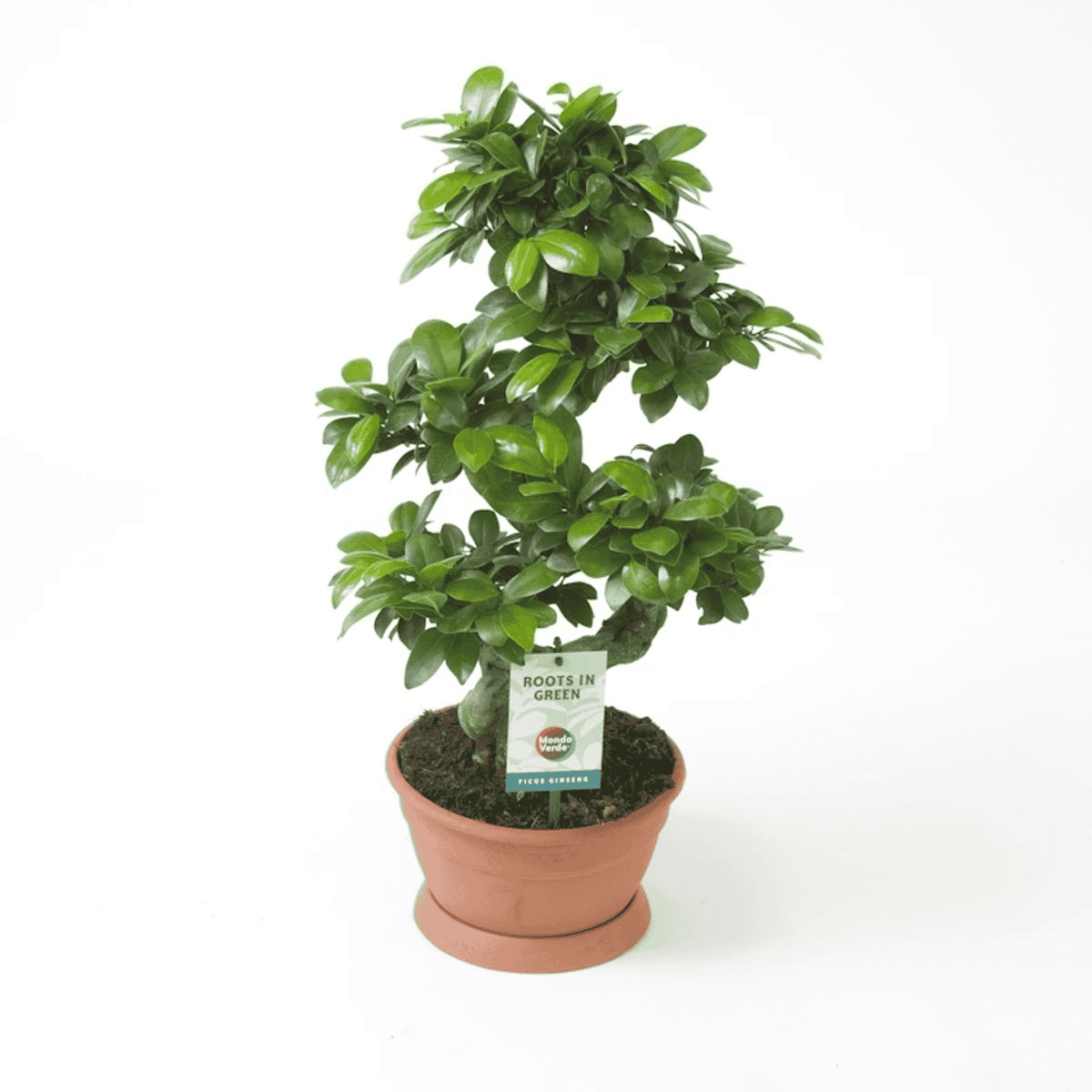 Ficus microcarpa Ginseng (S-type) ↑ 60 cm ⌀ 22 cm