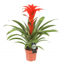 Bromelia Guzmania Calypso single ↑ 45 cm ⌀ 12 cm