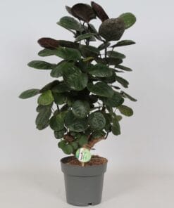 Polyscias 'Fabian' ↑ 60 cm ⌀ 19