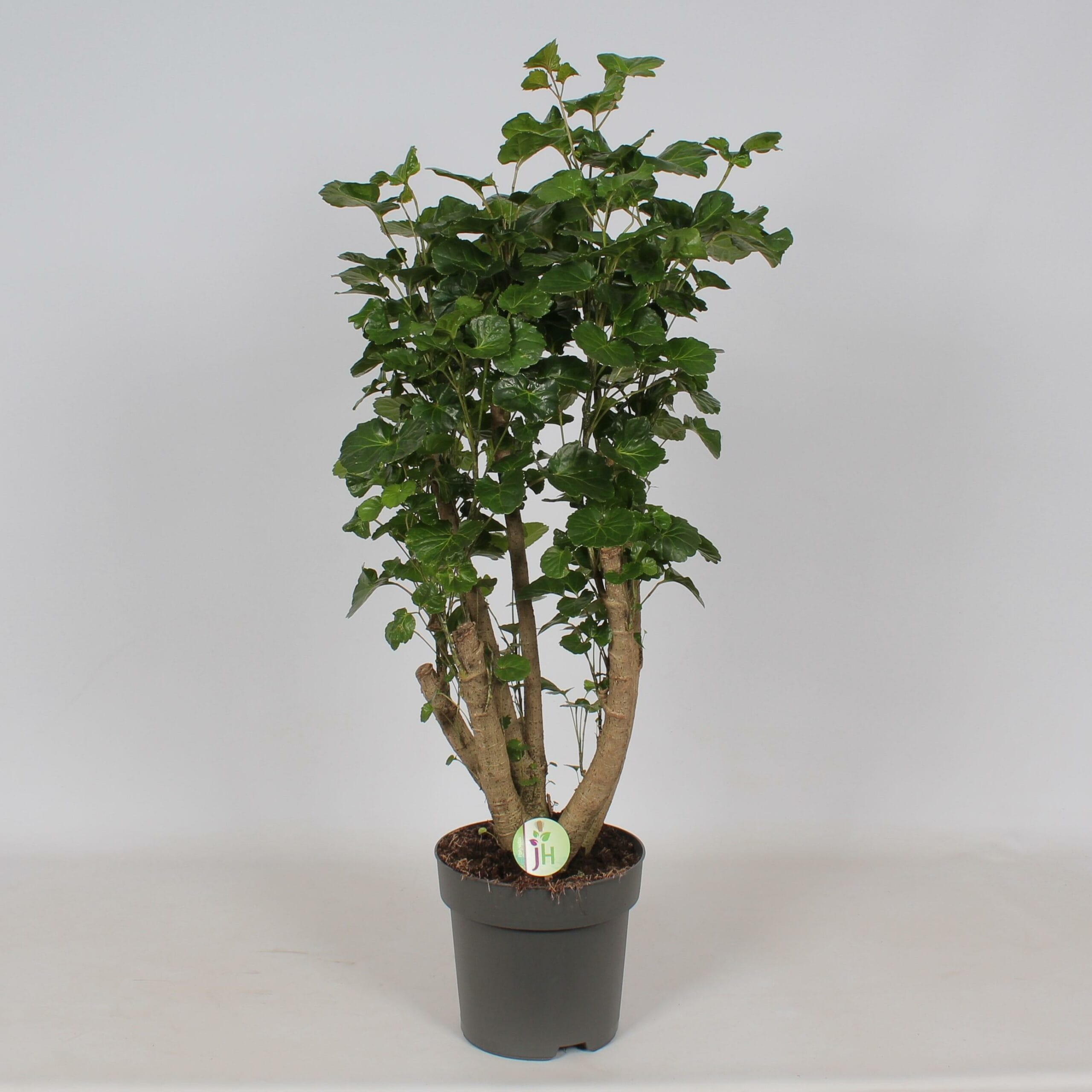 Polyscias 'Lemon' ↑ 95 cm ⌀ 24