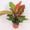 Philodendron Prince Of Orange ↑ 45 cm ⌀ 17