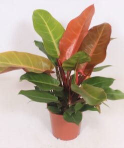 Philodendron Prince Of Orange ↑ 45 cm ⌀ 17