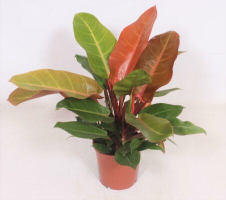 Philodendron Prince of Orange – compacte kamerplant – ±45 cm