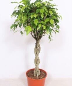 Ficus Exotica ↑ 120 cm ⌀ 30