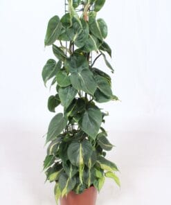 Philodendron Scandens Brasil ↑ 120 cm ⌀ 24
