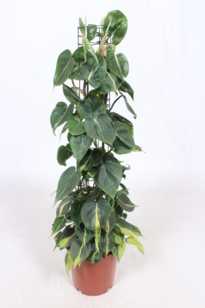 Philodendron Brasil – klimplant met bontgeel blad – ±120 cm