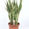 Sansevieria Laurentii ↑ 85 cm ⌀ 25