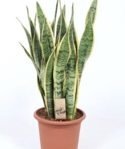 Sansevieria Laurentii ↑ 85 cm ⌀ 25
