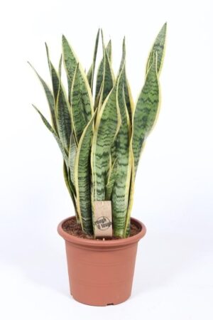 Sansevieria Laurentii – donkergroen blad met gele rand – ±85 cm