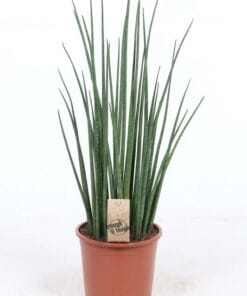Sansevieria Mikado ↑ 70 cm ⌀ 19