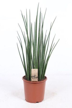 Sansevieria Mikado – waaiervormige slangenplant voor beginners – ±70 cm