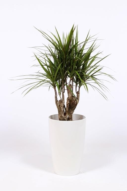 Dracaena Marginata In Santorini Pot ↑ 100 cm ⌀ 29