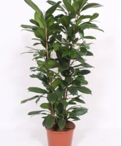 Ficus Cyathistipula ↑ 120 cm ⌀ 27