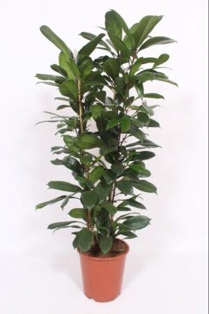 Ficus Cyathistipula – Afrikaanse vijgenboom met decoratieve vruchten – ±120 cm