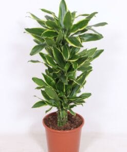 Dracaena Golden Coast ↑ 110 cm ⌀ 27
