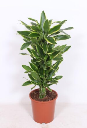 Dracaena Golden Coast – kamerplant met geel-groen gestreept blad – ±110 cm