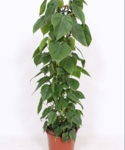 Philodendron Scandens ↑ 120 cm ⌀ 24