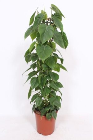 Philodendron hartblad klimplant – grote klimmer – ±120 cm