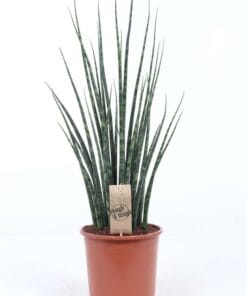 Sansevieria 'Fernwood' Mikado ↑ 80 cm ⌀ 19