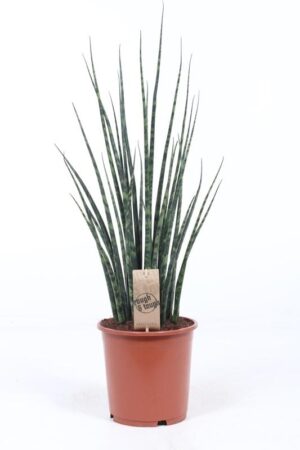 Sansevieria 'Fernwood' Mikado – slanke, varenachtige bladeren – ±80 cm