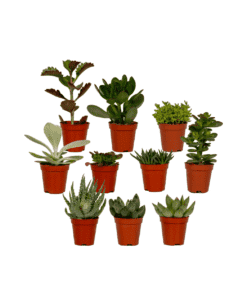 Aanbieding vetplantjes Succulenten Mix - 10 Stuks - 7Cm - Ø5,5