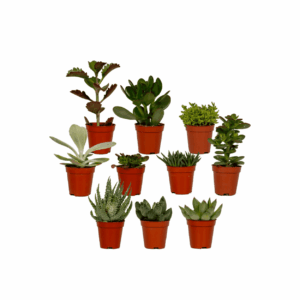 Succulenten Mix – set van 10 verschillende vetplantjes – 10 stuks, pot 5 cm, ±7 cm