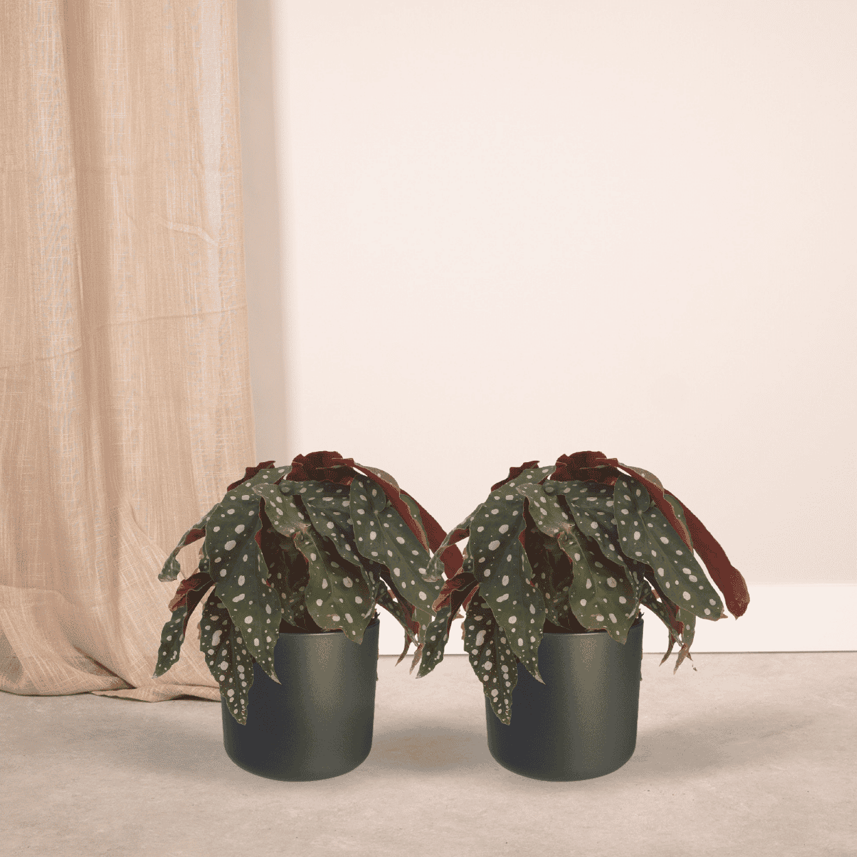 2X Begonia Maculata ↑ 20 cm ⌀ 12 - Afbeelding 2