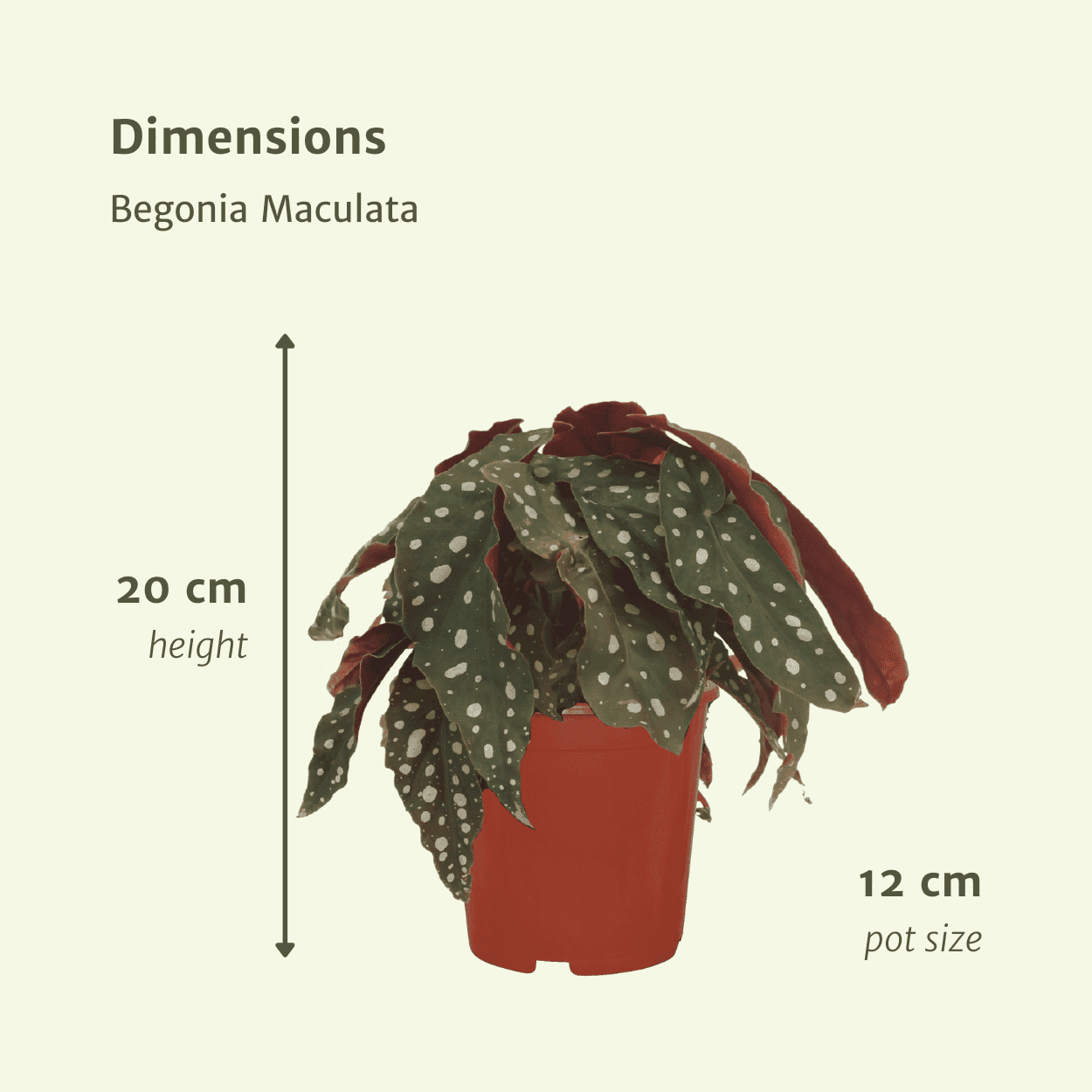 2X Begonia Maculata ↑ 20 cm ⌀ 12 - Afbeelding 4