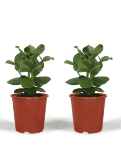 2X Clusia Princess  - Handtekeningboom ↑ 30 cm ⌀ 12