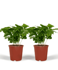 2X Coffea Arabica - Koffieplant ↑ 25 cm ⌀ 12