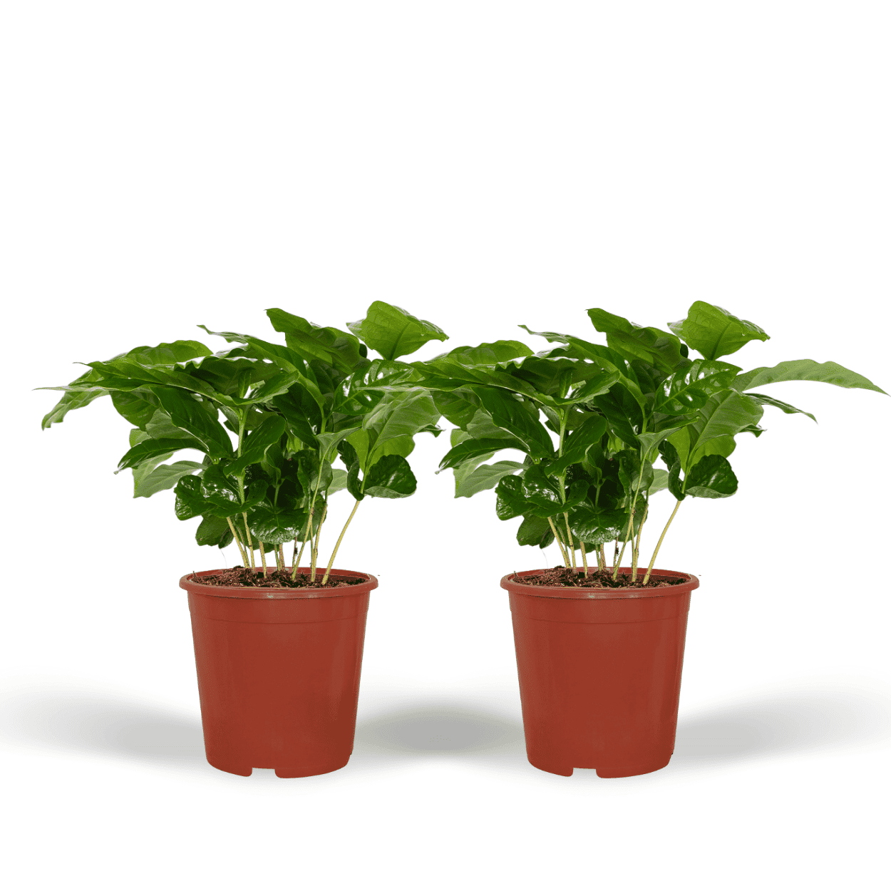 2X Coffea Arabica - Koffieplant ↑ 25 cm ⌀ 12