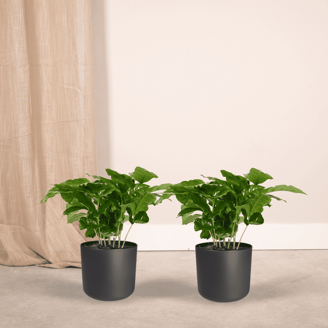 2X Coffea Arabica - Koffieplant ↑ 25 cm ⌀ 12 - Afbeelding 2