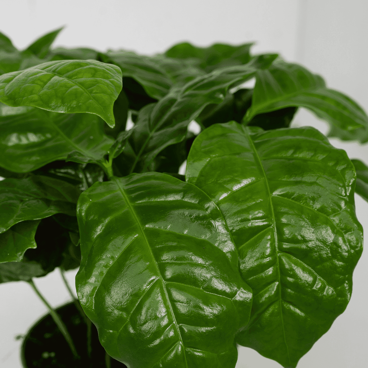 2X Coffea Arabica - Koffieplant ↑ 25 cm ⌀ 12 - Afbeelding 3