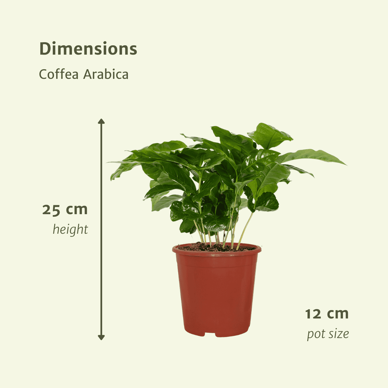 2X Coffea Arabica - Koffieplant ↑ 25 cm ⌀ 12 - Afbeelding 4