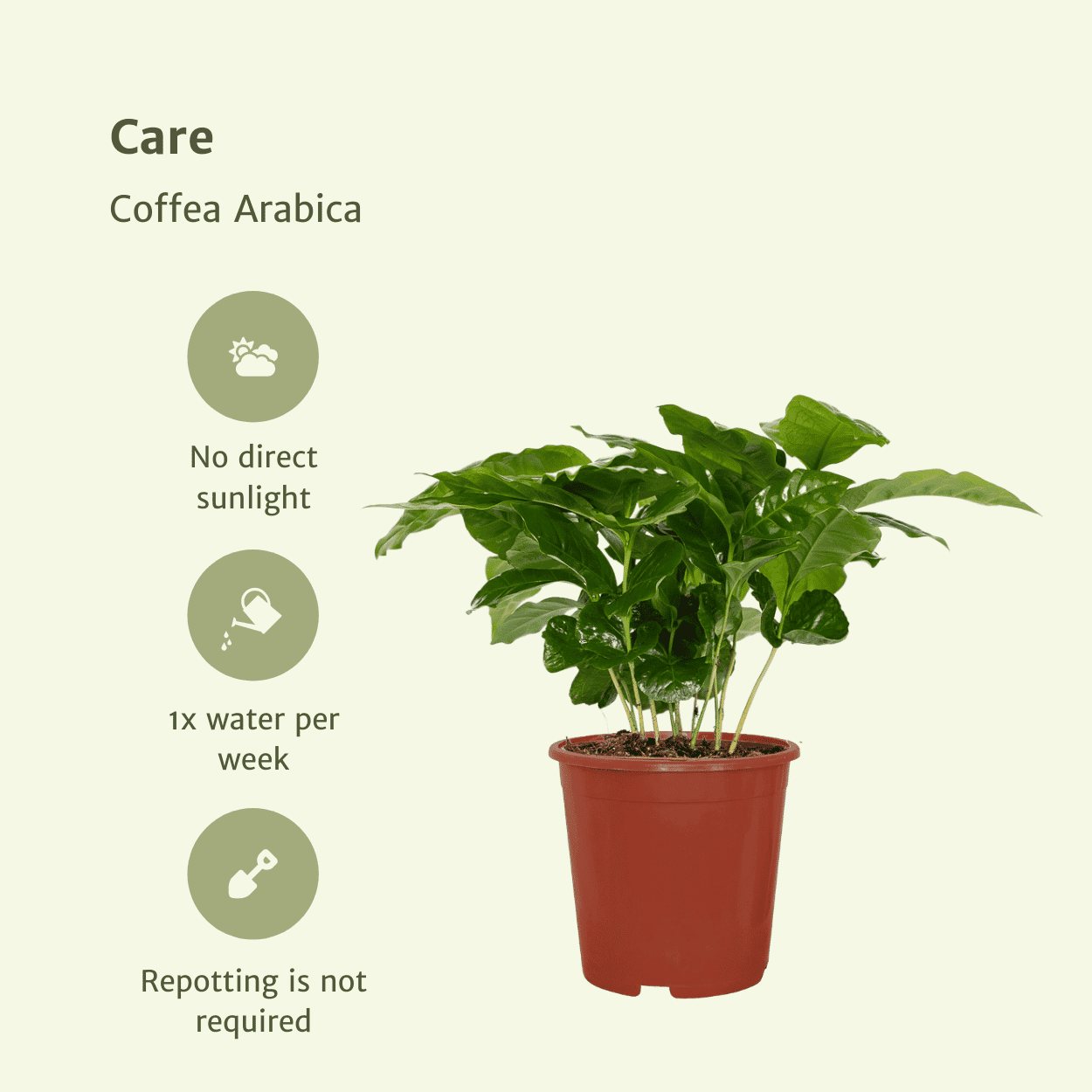 2X Coffea Arabica - Koffieplant ↑ 25 cm ⌀ 12 - Afbeelding 5