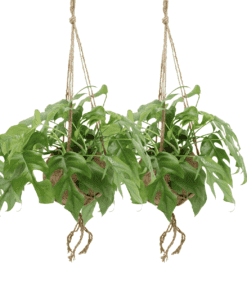 2X Kokodama Monstera Minima Hang - Gatenplant ↑ 25 cm ⌀ 15