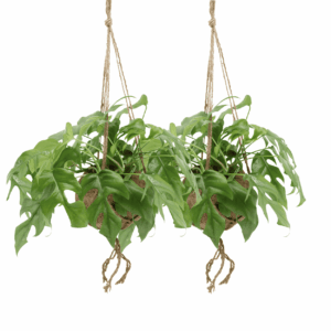 Kokodama Monstera Minima – set van 2 (Rhaphidophora tetrasperma) – ±25 cm