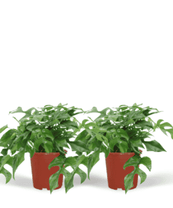2X Monstera Minima  - Gatenplant ↑ 25 cm ⌀ 15